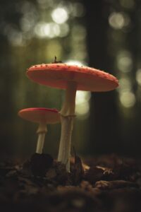 two orange mushrooms